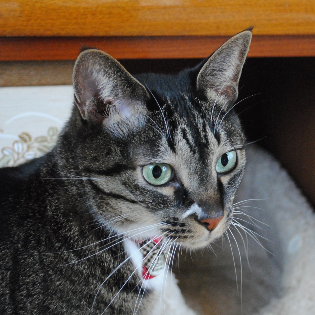 f:id:a666666:20150905123319j:plain f:id:a666666:20150905123319j:plain