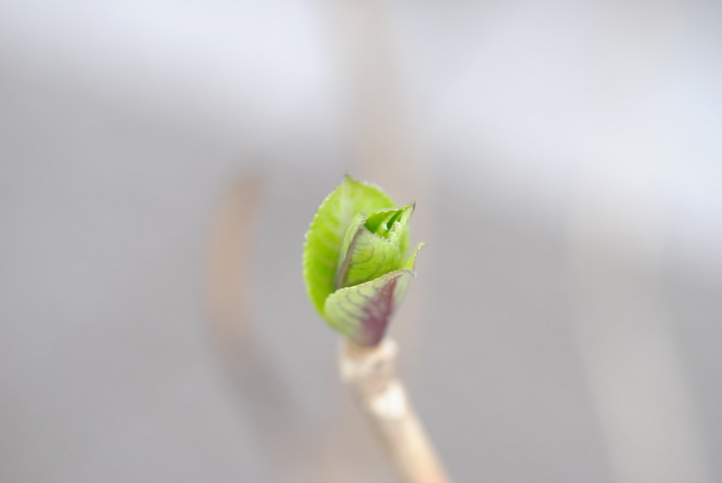 f:id:a666666:20160228152045j:plain