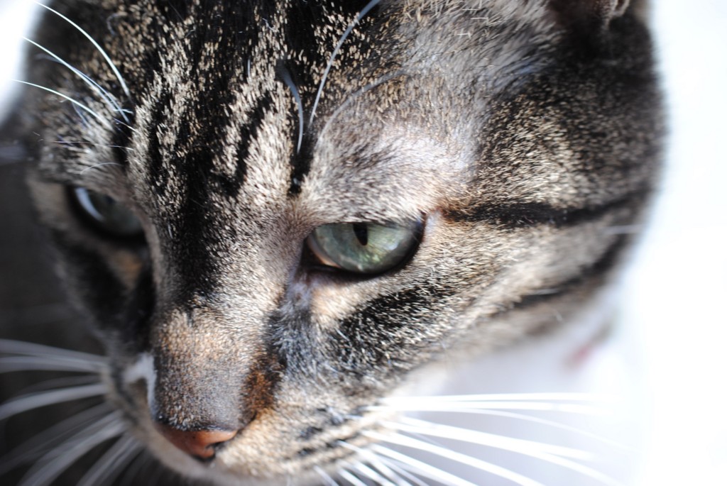 f:id:a666666:20160229105808j:plain