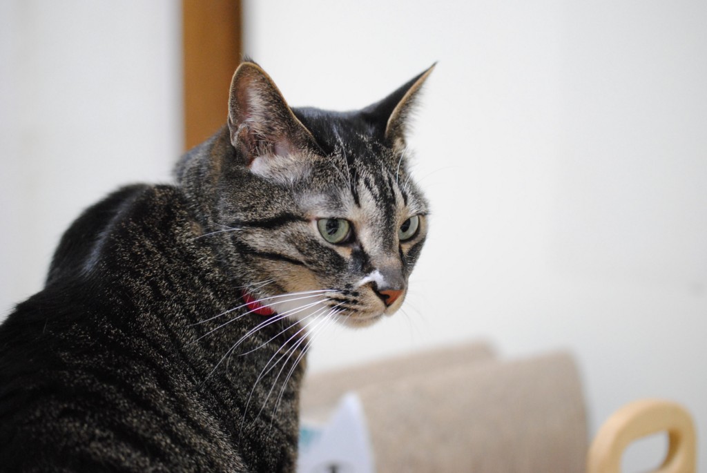 f:id:a666666:20160229214456j:plain