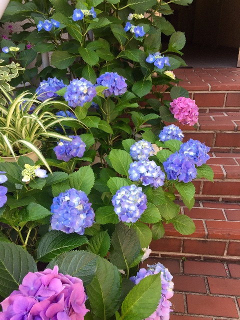 f:id:aaddgj:20150603061824j:image f:id:aaddgj:20150603061824j:image
