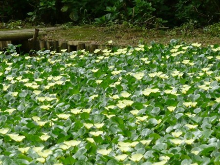 f:id:aami:20080901050850j:image f:id:aami:20080901050850j:image