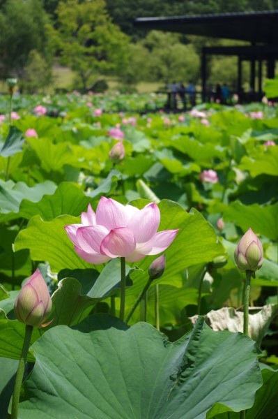f:id:ab7ab7:20140713110915j:plain f:id:ab7ab7:20140713110915j:plain