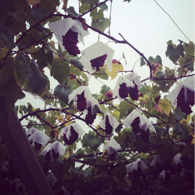 f:id:ab7ab7:20140825212731j:plain f:id:ab7ab7:20140825212731j:plain