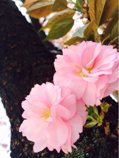 f:id:acchonbrico:20140415013125j:plain f:id:acchonbrico:20140415013125j:plain