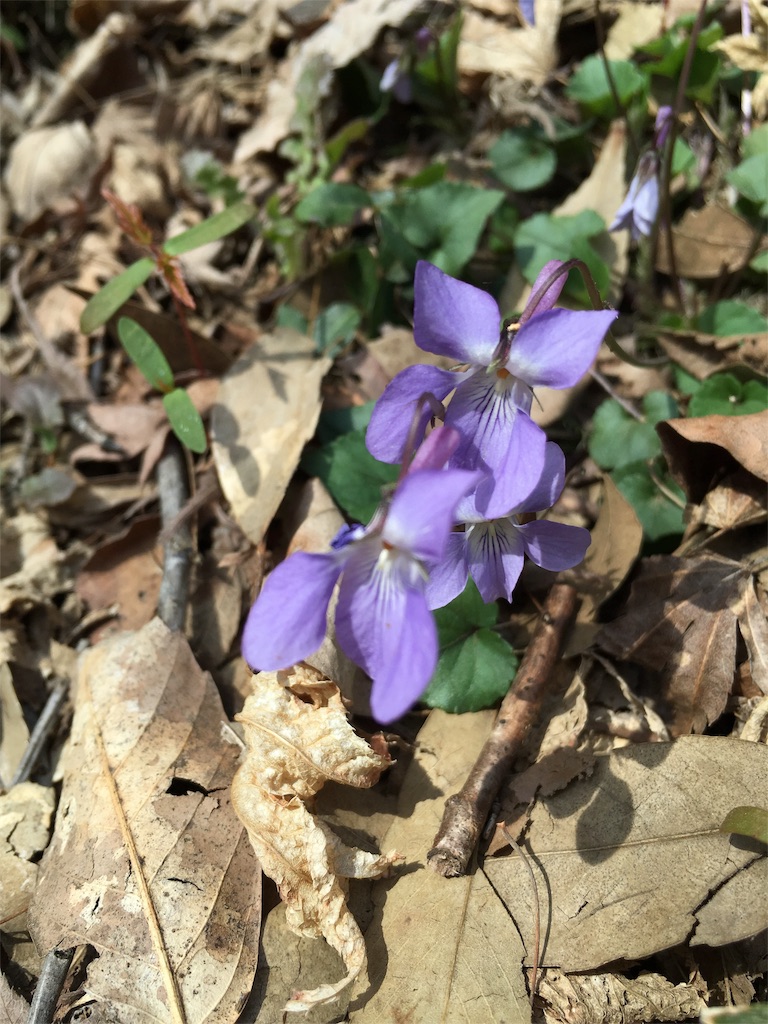 f:id:achahike:20160331194848j:image f:id:achahike:20160331194848j:image