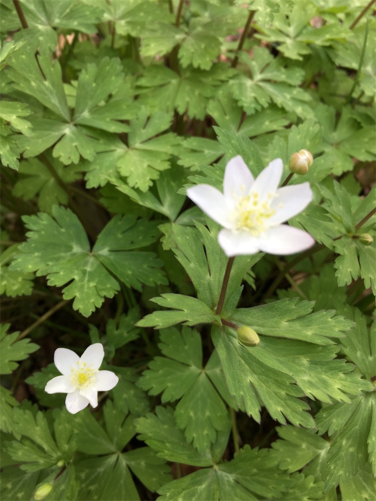f:id:achahike:20160331200207j:image f:id:achahike:20160331200207j:image