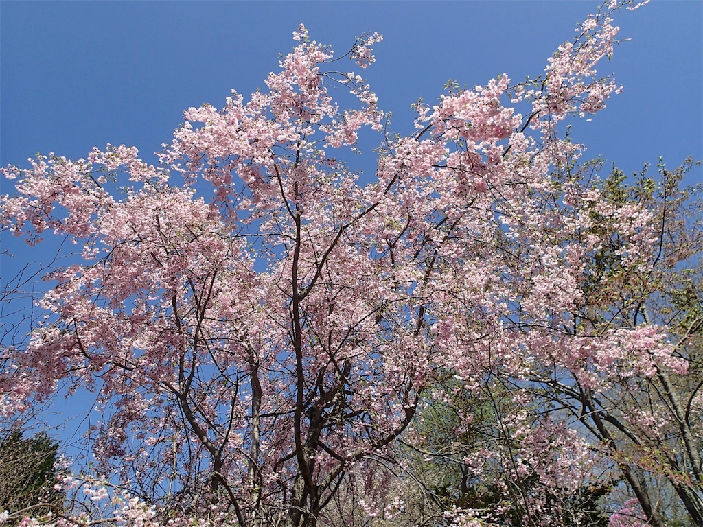 f:id:achahike:20160419223010j:image f:id:achahike:20160419223010j:image