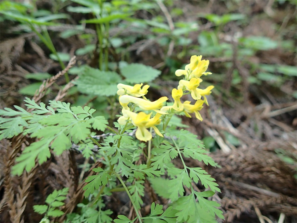 f:id:achahike:20160419230459j:image f:id:achahike:20160419230459j:image