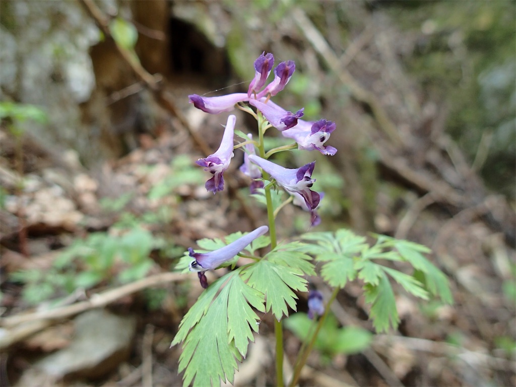 f:id:achahike:20160419230606j:image f:id:achahike:20160419230606j:image