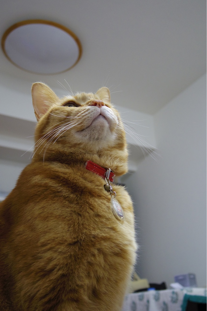 f:id:acopi:20141213001413j:plain