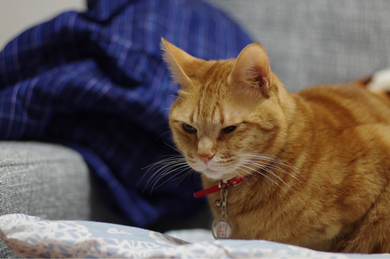 f:id:acopi:20150116133143j:plain