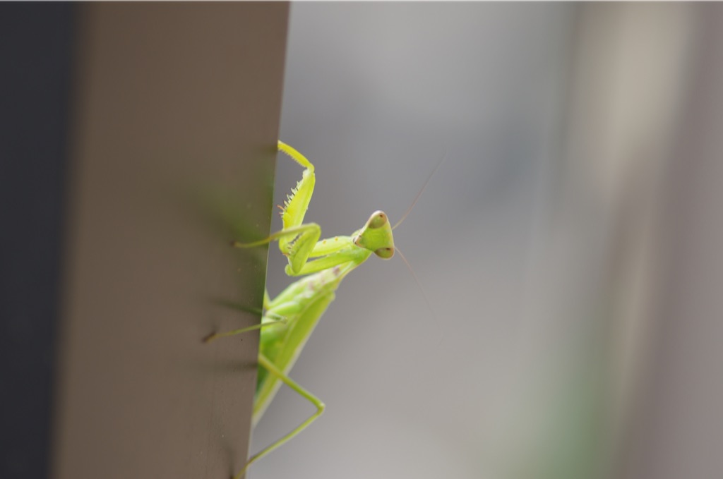 f:id:acopi:20150902155801j:image f:id:acopi:20150902155801j:image