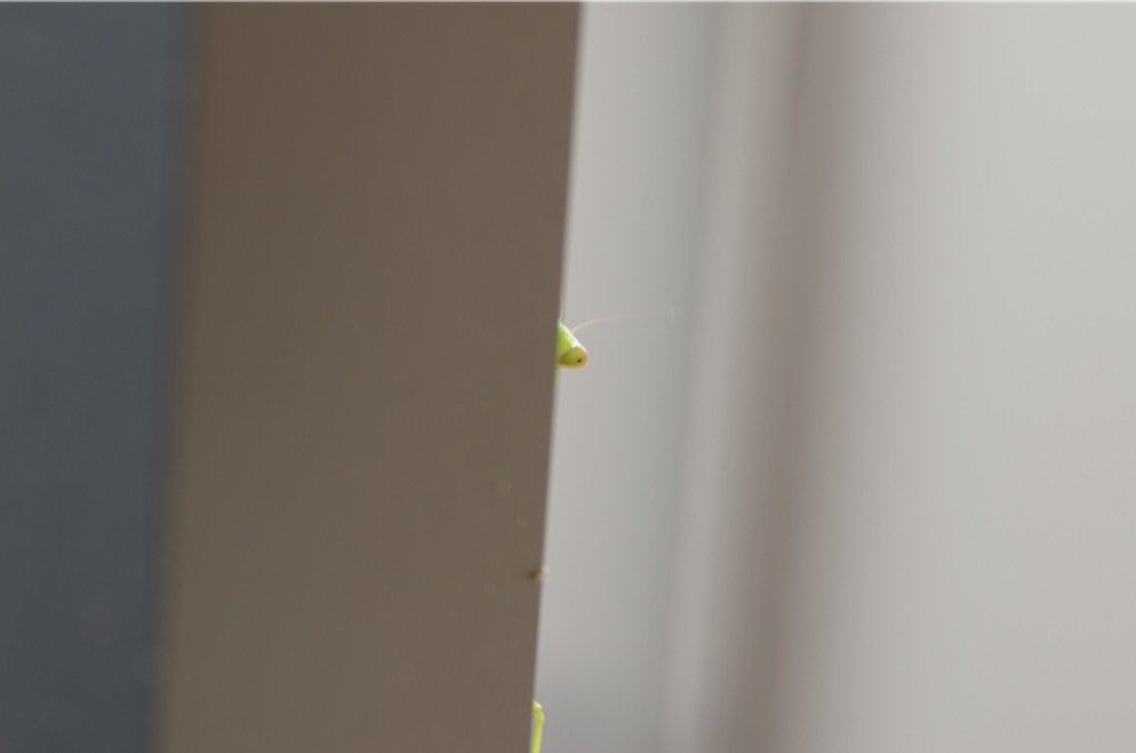 f:id:acopi:20150902160058j:image f:id:acopi:20150902160058j:image