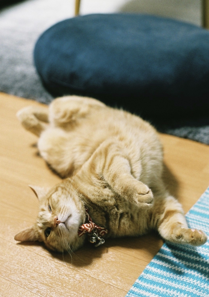 f:id:acopi:20160604174113j:plain f:id:acopi:20160604174113j:plain