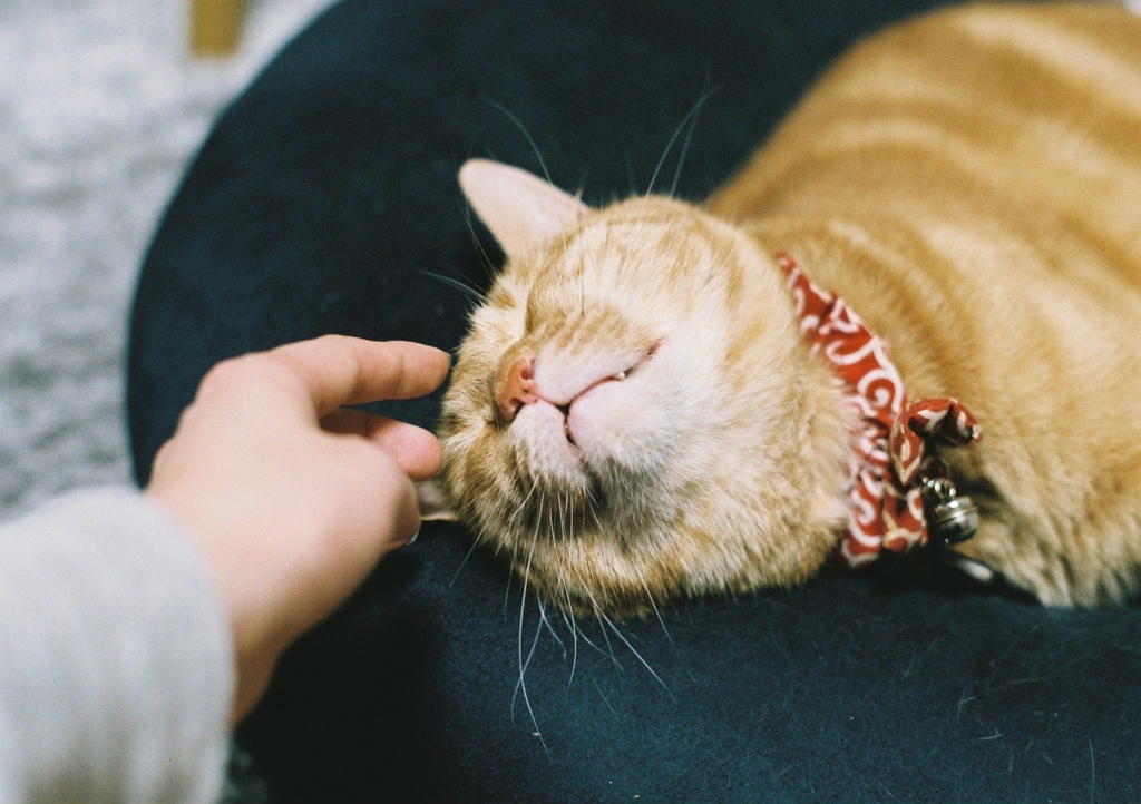 f:id:acopi:20160609144008j:plain f:id:acopi:20160609144008j:plain