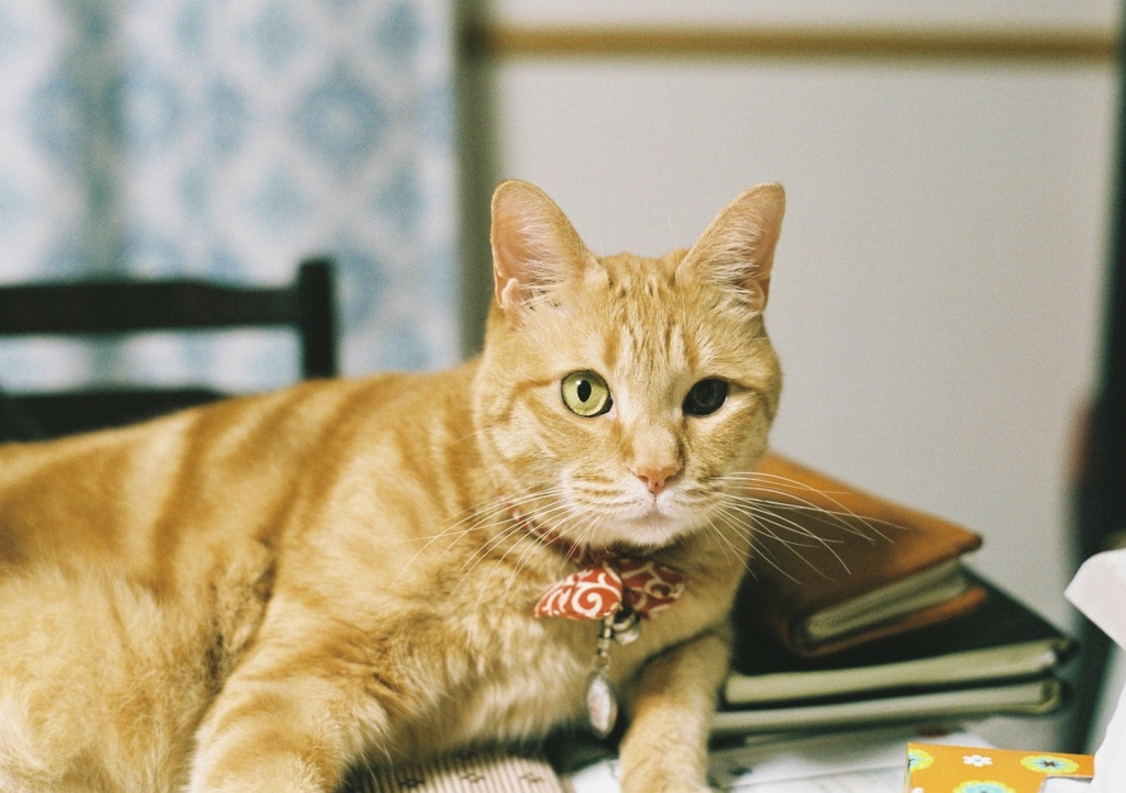 f:id:acopi:20160609144114j:plain f:id:acopi:20160609144114j:plain