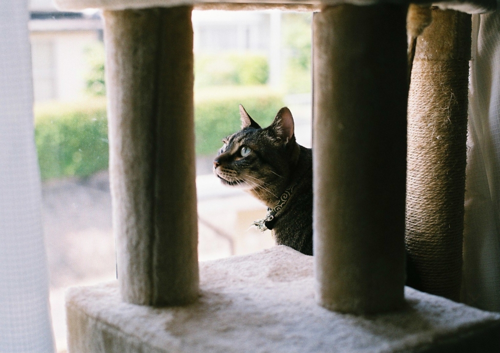 f:id:acopi:20160609144315j:plain f:id:acopi:20160609144315j:plain