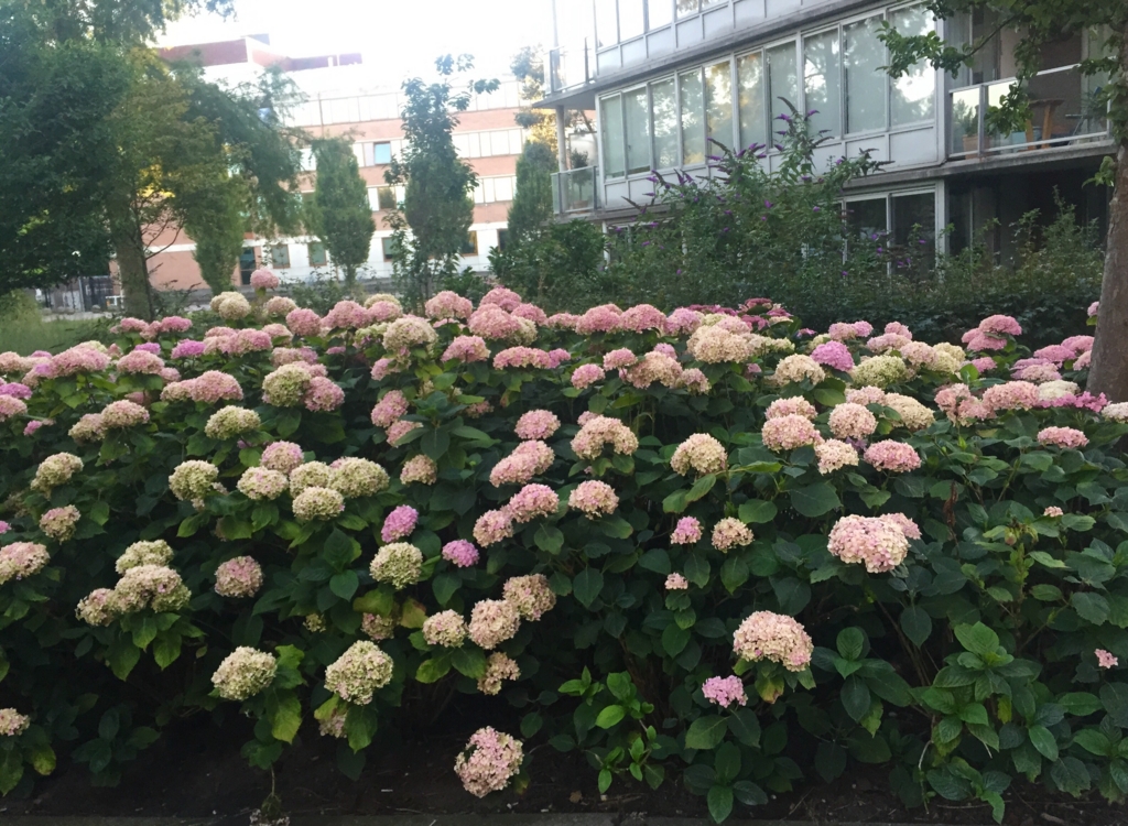 f:id:adamtomoko:20150818182926j:plain f:id:adamtomoko:20150818182926j:plain