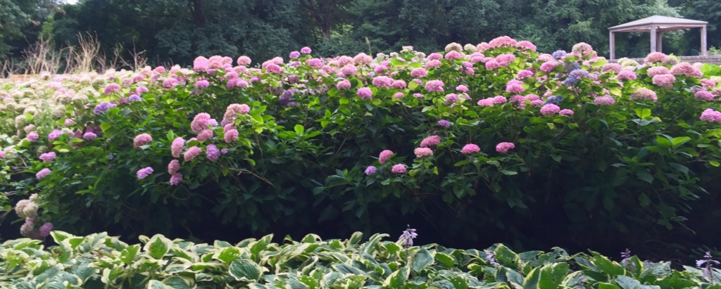 f:id:adamtomoko:20150818183145j:plain f:id:adamtomoko:20150818183145j:plain