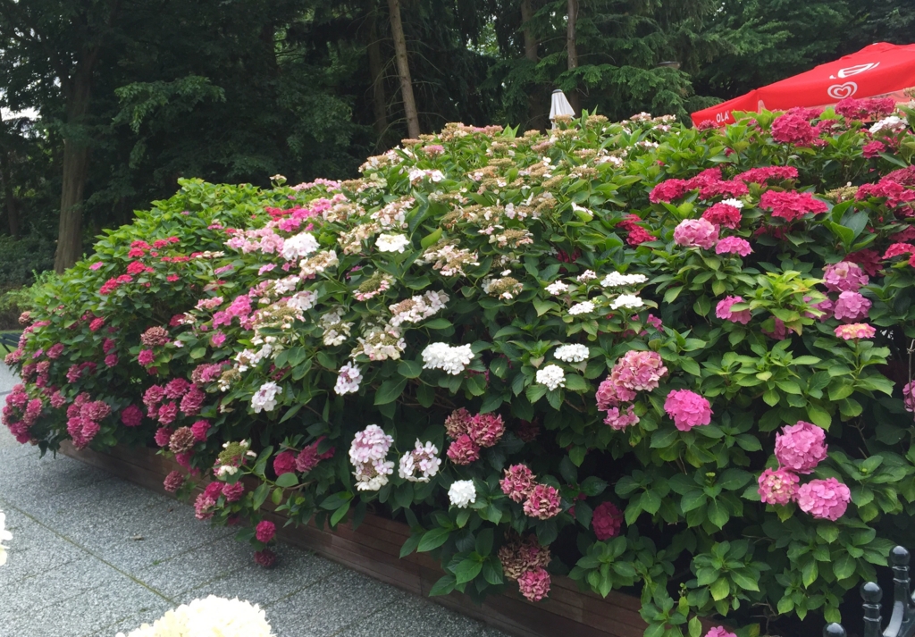 f:id:adamtomoko:20150818184155j:plain f:id:adamtomoko:20150818184155j:plain