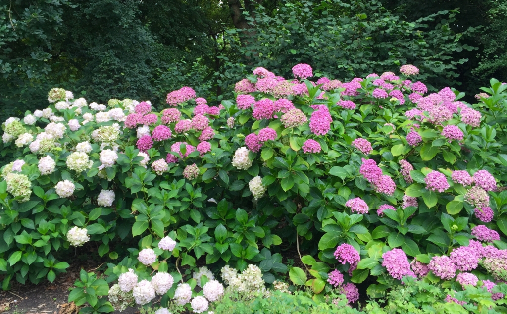 f:id:adamtomoko:20150818184313j:plain f:id:adamtomoko:20150818184313j:plain