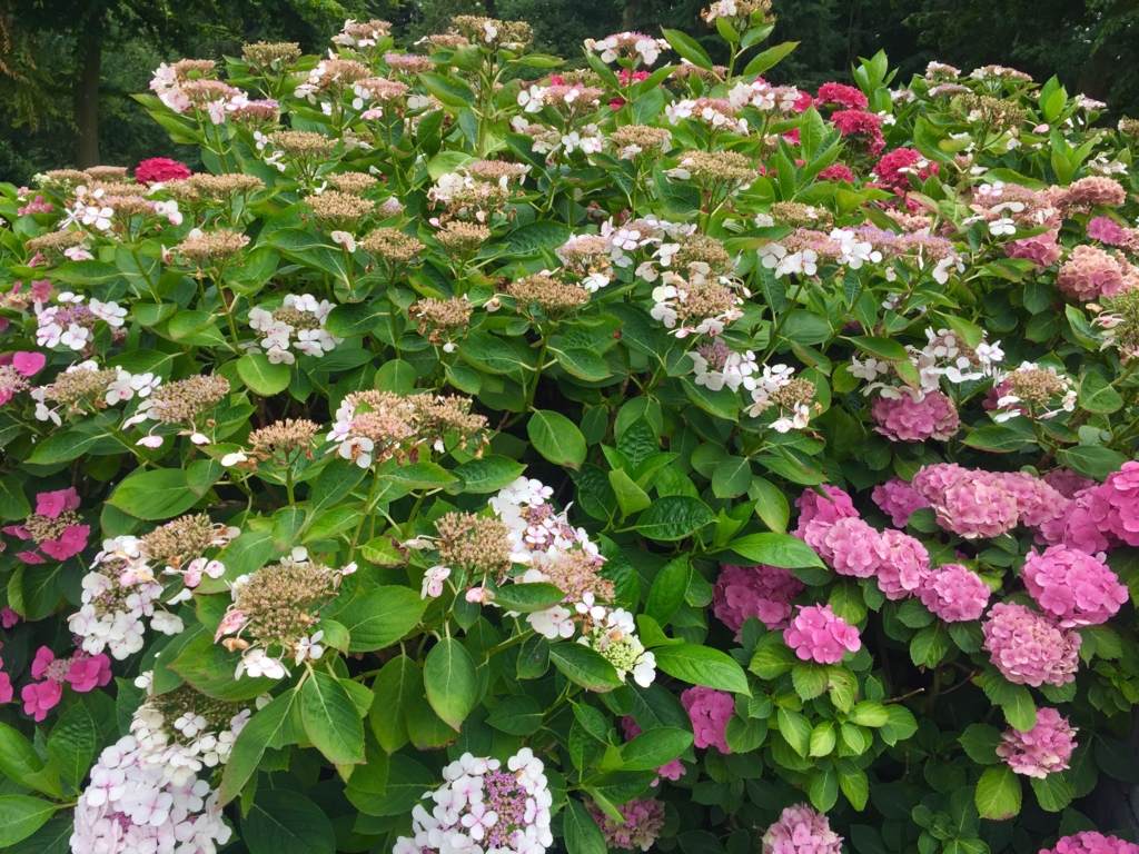 f:id:adamtomoko:20150818184643j:plain f:id:adamtomoko:20150818184643j:plain
