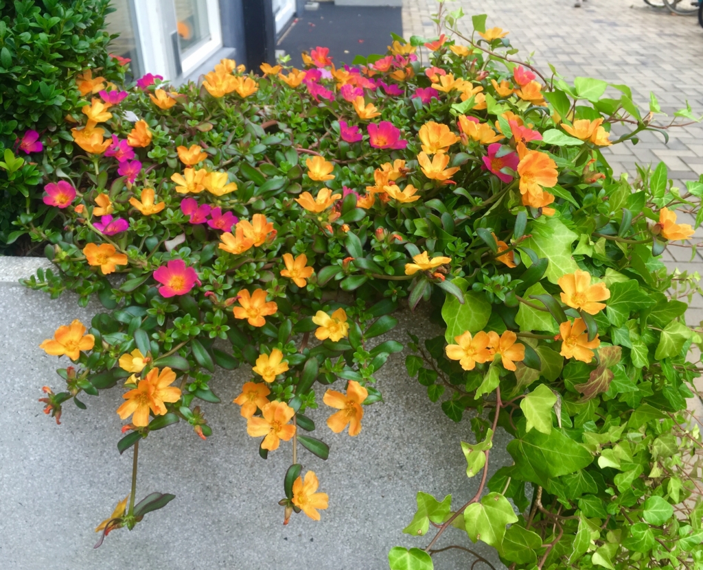f:id:adamtomoko:20150825025238j:plain f:id:adamtomoko:20150825025238j:plain