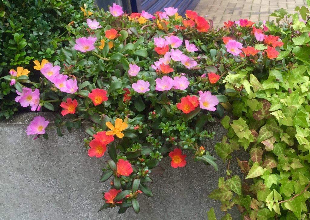 f:id:adamtomoko:20150825025324j:plain f:id:adamtomoko:20150825025324j:plain