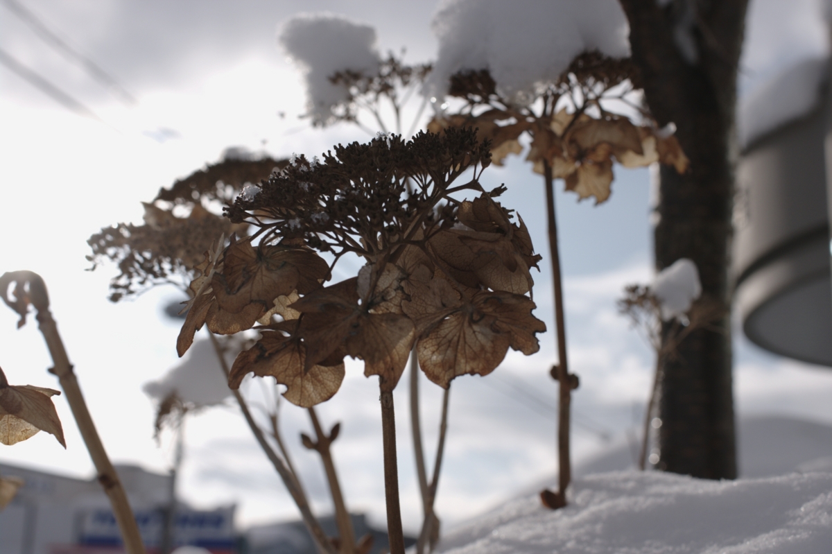 f:id:aereal:20110118141653j:image