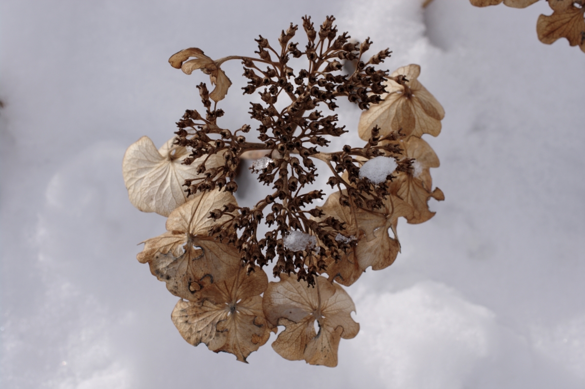 f:id:aereal:20110118141703j:image