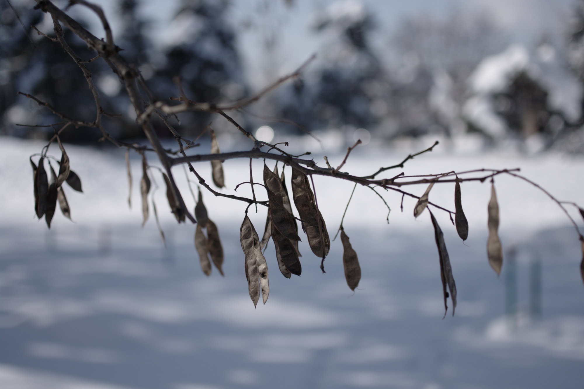 f:id:aereal:20110201112643j:image