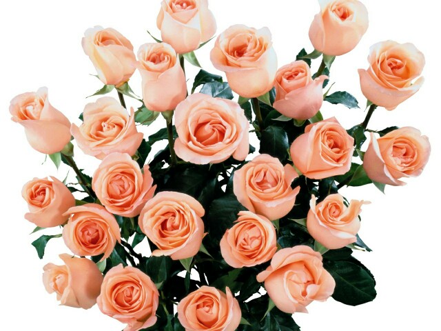 f:id:afifight:20160330233844j:image f:id:afifight:20160330233844j:image