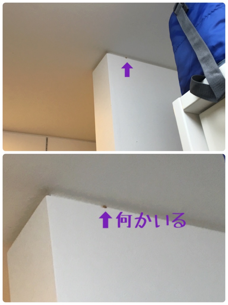 f:id:afugoro:20160310211439j:image f:id:afugoro:20160310211439j:image