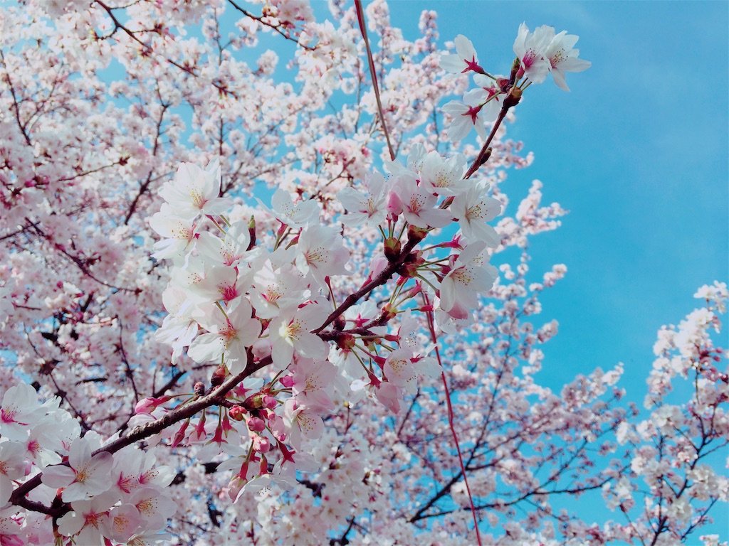 f:id:afugoro:20160402220510j:image f:id:afugoro:20160402220510j:image