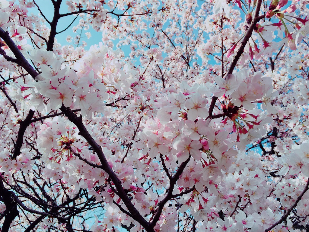 f:id:afugoro:20160402221607j:image f:id:afugoro:20160402221607j:image