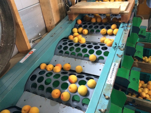 梅の選果機登場！ - あがっしゃいブログ