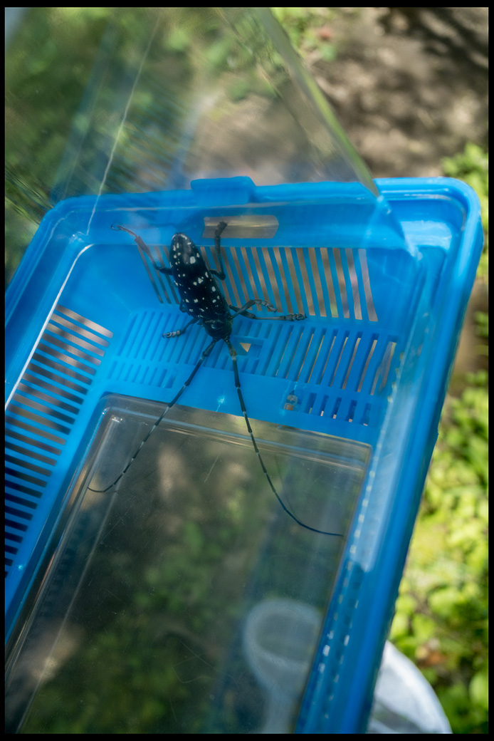 f:id:agincyu:20160612171759j:plain