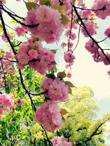 f:id:ahahami:20160425120045j:image f:id:ahahami:20160425120045j:image