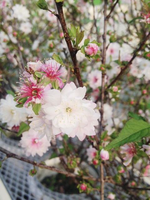 今日の一枚「花」 今日の一枚「花」