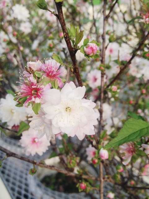 今日の一枚「花」