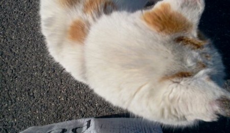 f:id:airgyan:20120107003104j:image