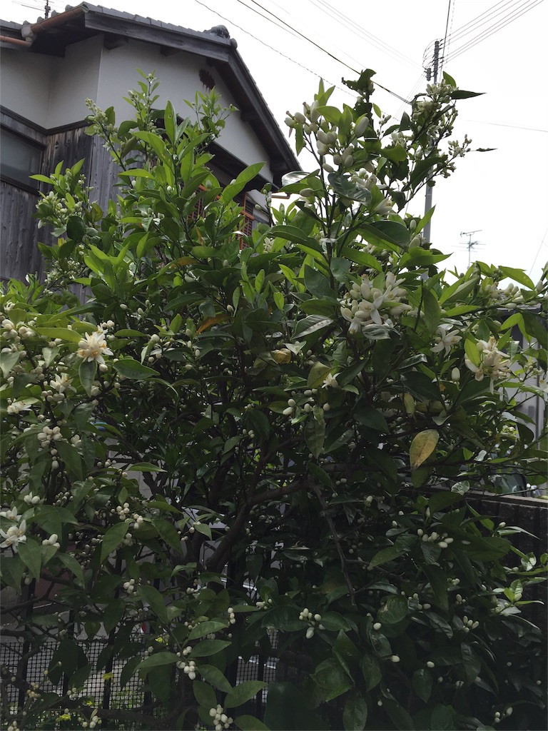 f:id:aiyuu45:20160427210806j:image f:id:aiyuu45:20160427210806j:image
