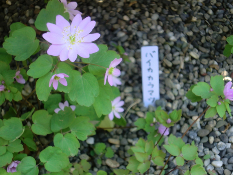 f:id:akai-chu-rip:20140411145540j:plain f:id:akai-chu-rip:20140411145540j:plain