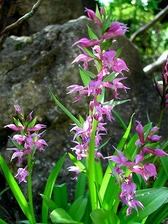 f:id:akaibara:20070430135850j:image f:id:akaibara:20070430135850j:image