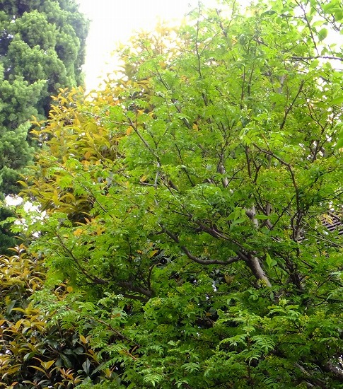 f:id:akaibara:20130406114217j:image:w270