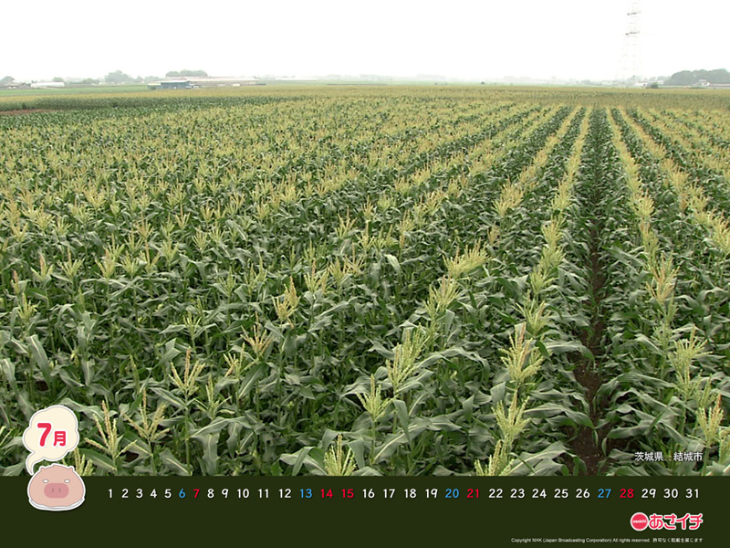 f:id:akaibara:20130709164007j:image:w150