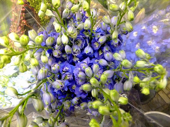 f:id:akaibara:20140115172320j:image:w450