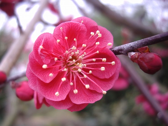 f:id:akaibara:20150211175535j:image:w400 f:id:akaibara:20150211175535j:image:w400