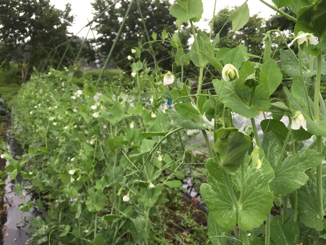 f:id:akane-farm:20150705081349j:image f:id:akane-farm:20150705081349j:image